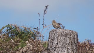 Woodlark Singing [upl. by Strong]