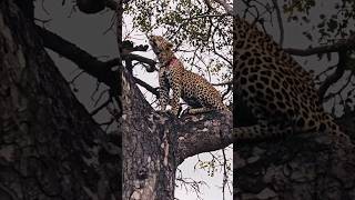 Leopardo herido por trampa Maribye shorts leopard wildlife [upl. by Htezzil]