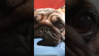 Carlino che mostra la ciabatta carlino pug cute [upl. by Rori]