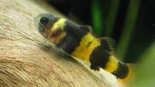 Species Profile  32  The Bumblebee Goby Brachygobius sp [upl. by Llywellyn117]