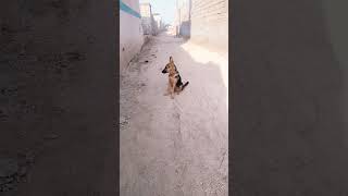 German shepherd puppy rap punjabisong 1millionviews 1millionsubscribers unfreezemyacount [upl. by Bonina207]