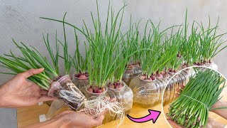 Growing green onions hydroponically in plastic cups  Anyone can do it with high productivity [upl. by Alegre79]