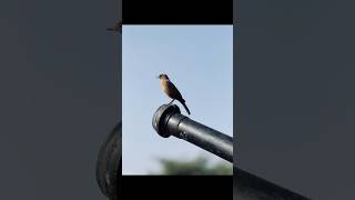 iPhone 15 pro max camera like a DSLR camera [upl. by Inihor]