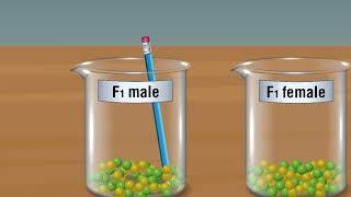 MENDELS LAW OF SEGREGATION [upl. by Brick317]