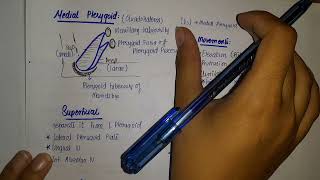 Muscles of Mastication  Relations of Medial and Lateral Pterygoid [upl. by Vetter393]