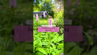 Persicaria bistorta ‘Superba’ – a fantastic perennial for mixed borders 🌸💕 shorts [upl. by Schubert]