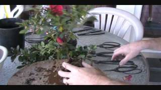 How To Create an Azalea Bonsai From a Nursery Plant [upl. by Tiffa774]