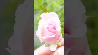 pinkroses rooftopgarden nature fregrance flowers  Pink Rose small claypot [upl. by Ravi]