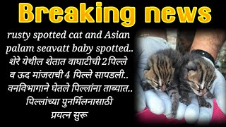 rusty spotted cat baby spottedशेरे येथील शेतात सापडली वाघाटीची 2 व ऊद मांजराची 4 पिल्ले [upl. by Akerahs]