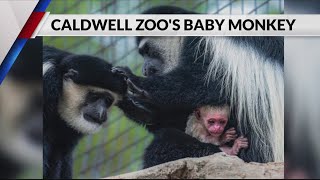 ‘Buzzing with excitement’ Caldwell Zoo announces birth of monkey [upl. by Ergener]