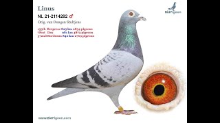 Flying Horse Played Till 981km  Marathon Pigeons Long Distance Pigeon  Petsvlog [upl. by Cherri]