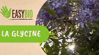 Comment tailler la Glycine en été [upl. by Delila]