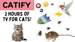 Games for Cats Only  CAT TV  Mice Birds Balls Fly Fish2 HOURS [upl. by Wareing]