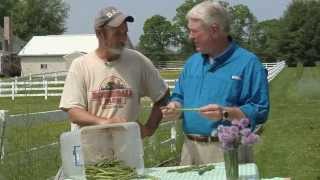 Maryland Farm amp Harvest The Secret of White Asparagus Revealed [upl. by Madalena]