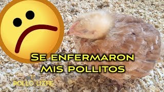 CONSEJOS PARA EVITAR QUE TUS POLLOS SE ENFERMEN [upl. by Eugilegna]