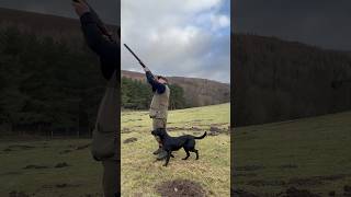 Driven Pheasant Shooting labrador gundog pegdog [upl. by Lemor]