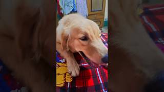 Shorts  Kutta jab pala jata hai  Goldenretriever dog videos  Dog videos Dog lover [upl. by Hugon]