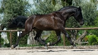 NOVELISTA SU  SPANISH HORSES FOR DRESSAGE SUSAETA STUD [upl. by Rimisac]