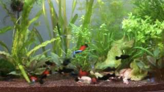 Tropical fish eating Tetra Natura Cyclops Block [upl. by Acined]