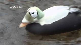 Spectacled Eider Somateria fischeri [upl. by Ohare]