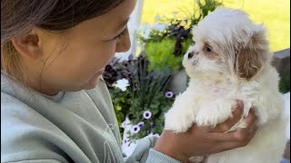 Our Shichon Puppies at 6 weeks Selection day video [upl. by Lavro]