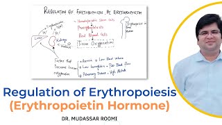 Regulation of Erythropoiesis  Erythropoietin Hormone  RBCs Production  Blood Physiology  RBCs [upl. by Ahseele421]