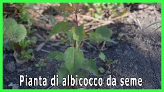 COME OTTENERE UNA PIANTA DI ALBICOCCO DAL SEME [upl. by Clarke]