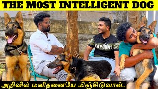 GERMAN SHEPHERD DOG TAMIL  GERMAN SHEPHERD DOG TRAINING TAMIL germanshepherd dog training tamil [upl. by Irek]