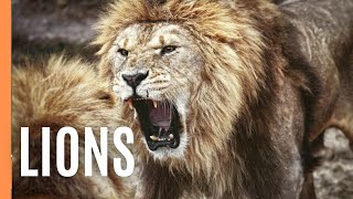 Lions On The Move  Ep 1  Full Episode [upl. by Niwled]