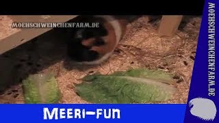 Meerschweinchen Endiviensalat und andere [upl. by Shaine]