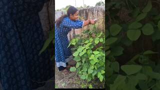 Long beans छुपछुप के तोड़ा 😊😊 minivlog shortvideos organicgarden organic kitchengarden [upl. by Taveda]