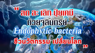 quotลด ละ เลิก ปุ๋ยเคมี วิธีแก้จนด้วยจุลินทรีย์quot ชีวนวัตกรรมเปลี่ยนโลก Endophytic bacteria [upl. by Presber713]