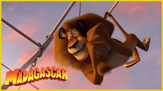 DreamWorks Madagascar en Español Latino  Alex En El Trapecio  Clip de Los Pingüinos de Madagascar [upl. by Mello]