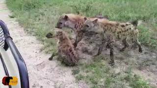 AMAZING  Baby Hyena Fights for its Life after Sudden Attack from Rival Clan [upl. by Rikahs]