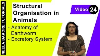 Structural Organisation in Animals  NEET  Anatomy of Earthworm  Excretory System  Neela Bakore [upl. by Eltsirk714]