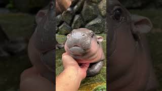 Moodeng Viral baby hippo cute hippopotamus khaokheowopenzoo [upl. by Miza235]