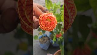 Abutilon pictum Chinese lantern Perennial flower plant online sale Horticultureking nursery [upl. by Riancho]