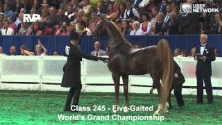 CH Callaways Annabel Allison Wins the 5Gaited Grand Championship at WCHS [upl. by Wiltz]