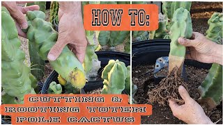 How To Easily Propagate Totem Pole Cactus  Lophocereus schottii monstrose cactus propagation [upl. by Hutner631]