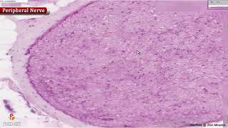 Histology of peripheral nerve  Shotgun Histology [upl. by Yentrac]