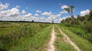 Nature Therapy Barr Hammock Preserve Relaxation  Real Footage Micanopy FL [upl. by Riane311]