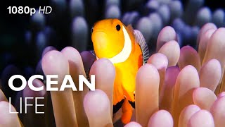 Ocean Life HD  6 Minutes Of HD Sea Creatures [upl. by Brunhilda587]