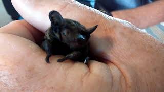 Lesser Noctule bat [upl. by Welker]