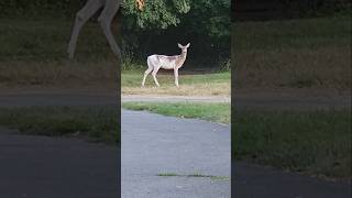 Been watching this piebald deer since last Fall Shes beautiful [upl. by Dabney]