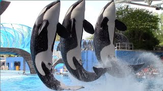 Orca Encounter Full Show  SeaWorld Orlando  April 8 2021 [upl. by Sela]