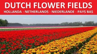 ✅ NETHERLANDS DUTCH FLOWER FIELDS  HOLLANDA ÇIÇEK TARLASI [upl. by Sinnal689]