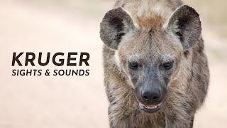 Nature Therapy Kruger National Park  Maroela amp Satara 4K [upl. by Voltz]