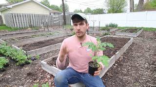 2 Ways to Plant Tomatoes for Best Results [upl. by Assira]