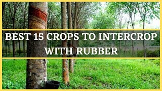 RUBBER INTERCROPPING BEST 15 CROPS TO INTERCROP WITH RUBBER  VEGETABLES TO INTERCROP WITH RUBBER [upl. by Carpio]