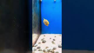 Yellow Boxfish boxfish cowfish reef life coral love fish reefkeeping saltwateraquariumcute [upl. by Louanne]